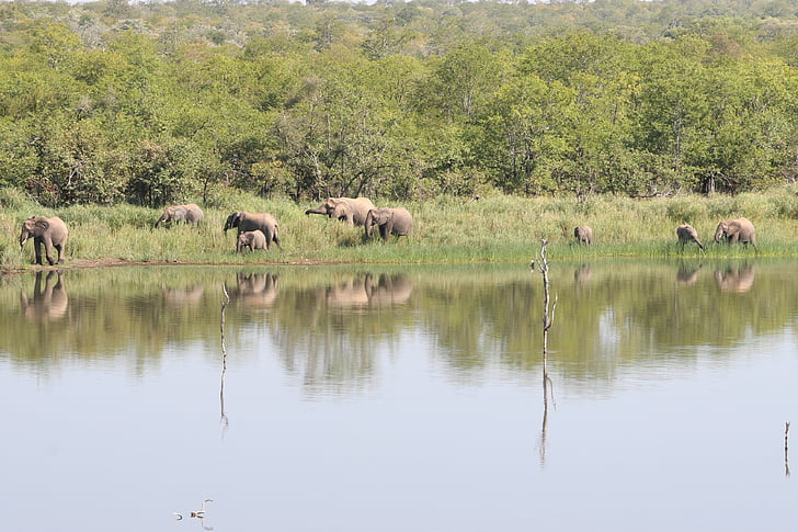 sloni, Jihoafrická republika, Safari, sloni rodina, Krugerův park, jezero