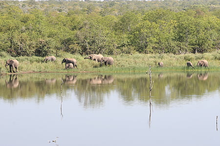słonie, Republika Południowej Afryki, Safari, Rodzina słonie, Kruger park, Jezioro