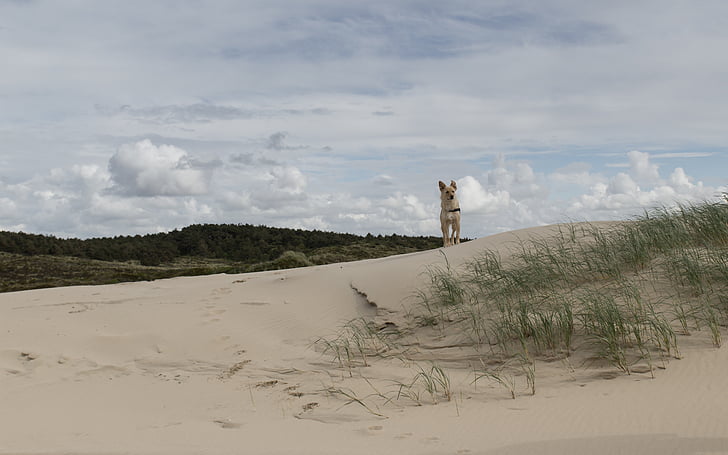 dune, Holland, Pays-Bas, mer, sable, herbe, chien