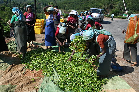 ceai, culegătorii de ceai, Sri lanka, plantaţie, recoltare, cules, Ceylon