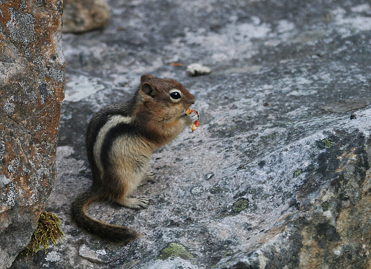 Chipmunk, Sysel, hlodavec, jesť, veverička jesť, veverička, zviera