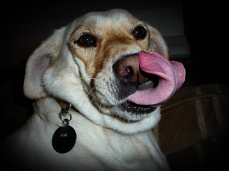 dog, lick, tongue, canine, cute, funny, doggy