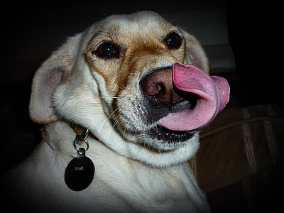 con chó, lick, lưỡi, răng nanh, Dễ thương, Buồn cười, doggy