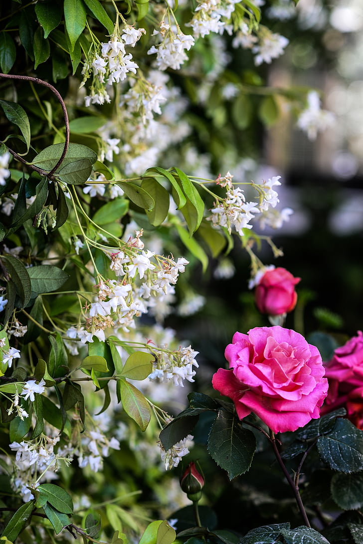 tõusis, roosa roos, roosa, lilled, Bloom, Bush, valge
