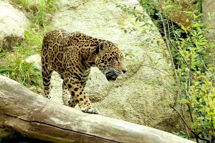 Jaguar, gros chat, affût, tige, carnivore, chasse, animal
