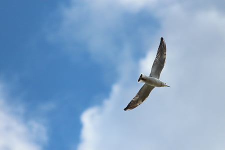 kittiwake, tridactyl seagull, birds, seagull, sky, flies, flight