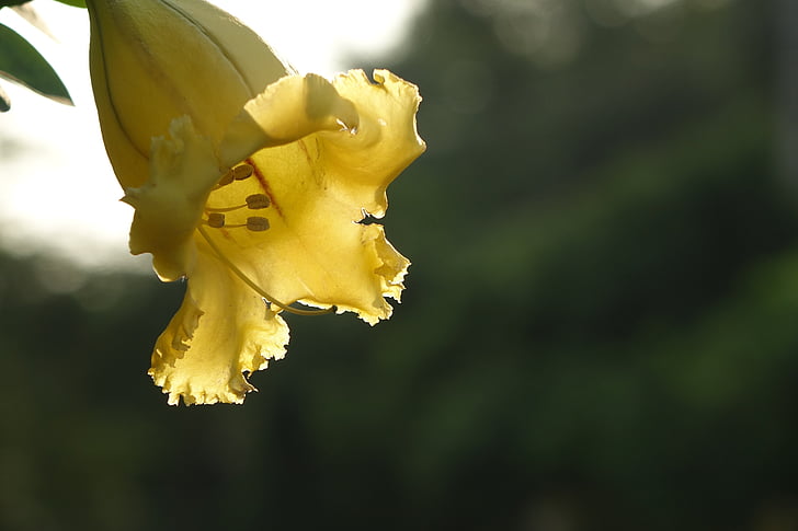 χρυσό κύπελλο λουλούδι, Τρομπέτα, ως βραβείο κύπελλα