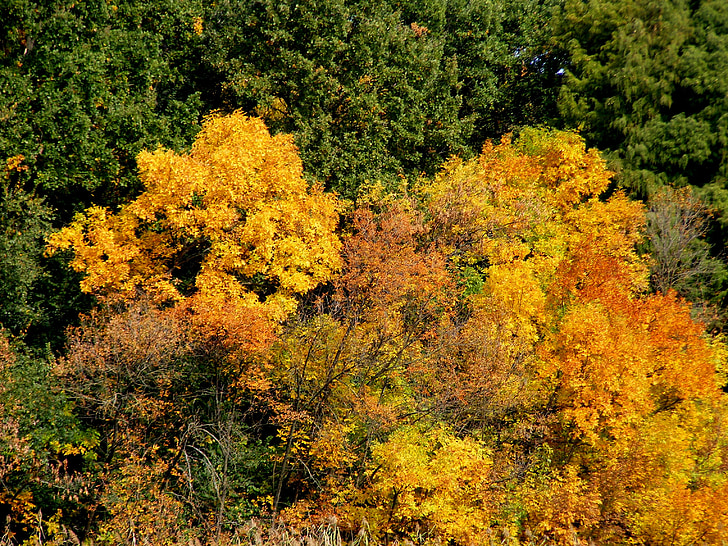 dreves, jeseni, krajine, listov, feerie, rumena, narave