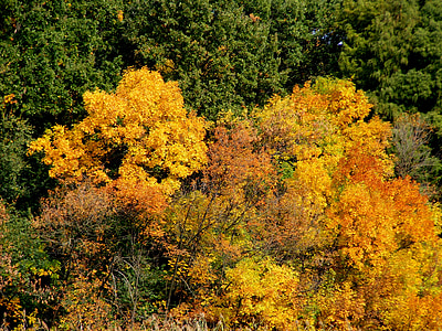 树木, 秋天, 景观, 叶, feerie, 黄色, 自然
