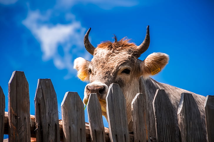 cow, animal, livestock, fence, wooden, closeup, horns