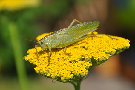 viridissima, grasshopper, flower, nature