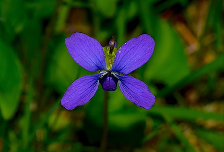 flower, blue, nature, floral, spring, leaf, plant