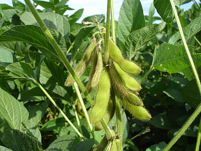 soy, hairs, pods, end of summer, plants, glycine max, agriculture