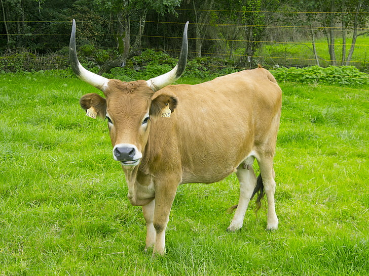 vaca, pecuária, verde, grama, animais domésticos, gado, um animal