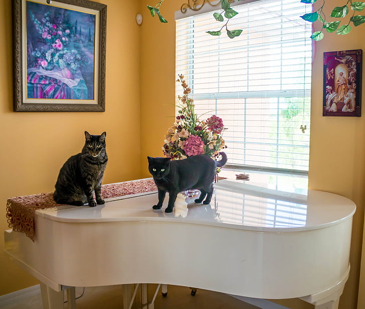 katter, piano, interiör, inhemska, vit, inomhus, instrumentet