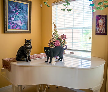 mačke, klavir, notranjost, domače, bela, v zaprtih prostorih, instrument
