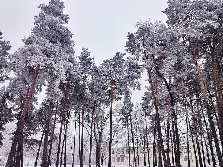 winter, Schnee, Baume