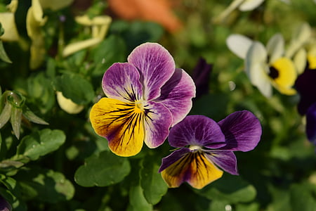 fleurs violettes, fleurs d’Anthurium, fleurs à chiang mai, nature, plante, fleur, Purple