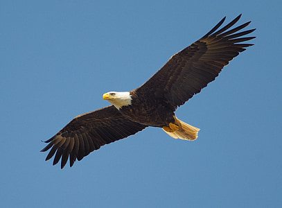 eagle, fly, bird, symbol, american, flying, predator