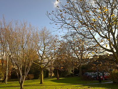 Park, haven, Worcester, England, træer, Urban, træ