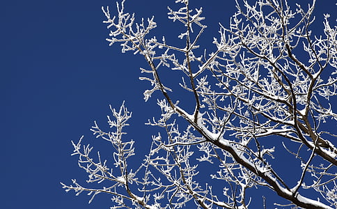 나무, 겨울, 눈, 눈 꽃