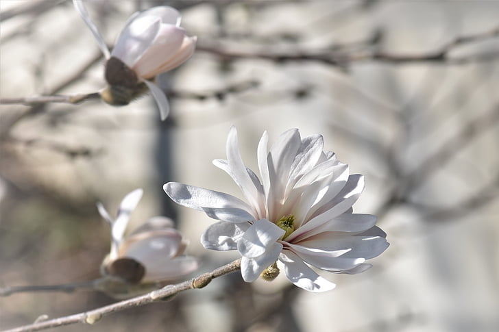 magnolia, flower, blossom, bloom, plant, bush, white