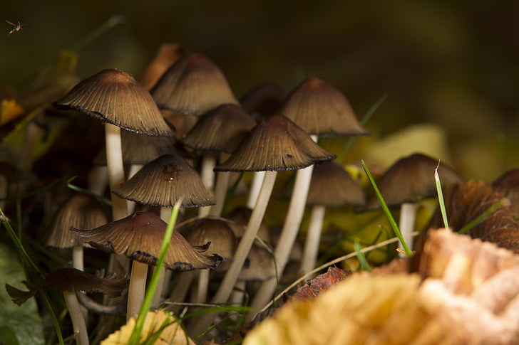 mushrooms, forest, autumn, nature, plant, mushroom picking, tree stump