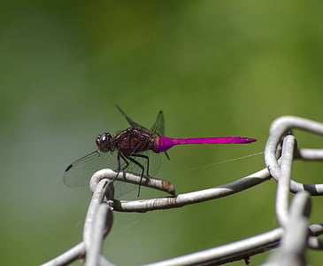 Dragonfly, insekt, natur, dyreliv, Nærbilde, utendørs, rosa