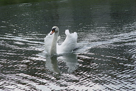 Swan, fågel, vit, Park, vatten, dammen, Vacker