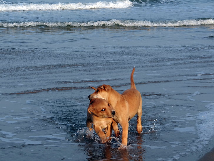 con chó con, Bãi biển, nước, màu xanh, chơi, vật nuôi, con chó