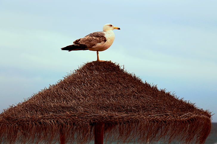 Mar, gaiovata, zviera, Beach, Príroda