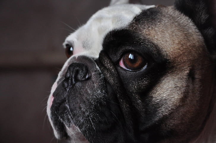 französische Bulldogge, Smart-look, Hund