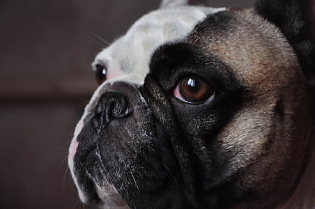 bulldog francés, mirada inteligente, perro