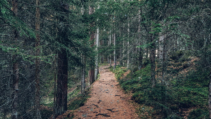forest, nature, outdoors, path, trail, trees, tree