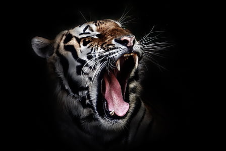 dyr, dyr fotografering, stor kat, close-up, Tiger, vildkat, Wildlife