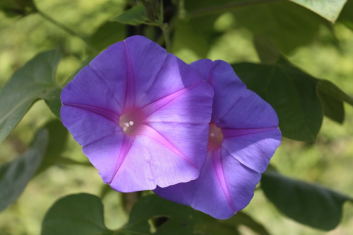 vientos de boato púrpura, gloria de mañana, vientos, Ipomoea purpurea, flor, floración, planta