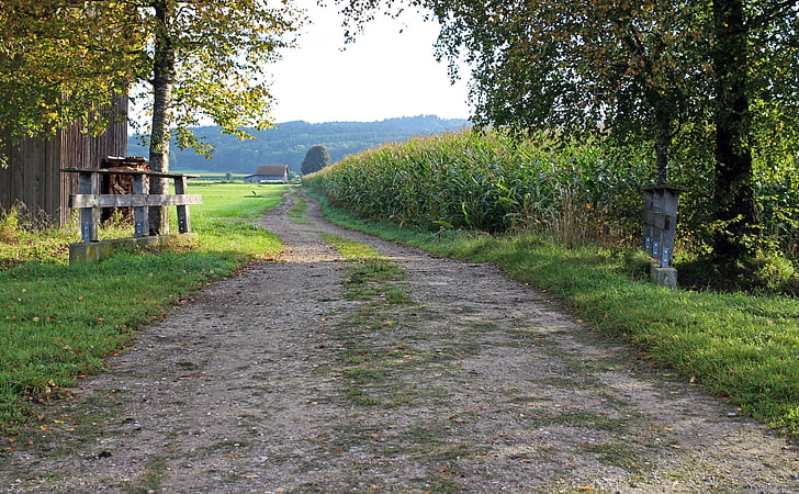 landscape, cornfield, field, lane, away, fields, agriculture