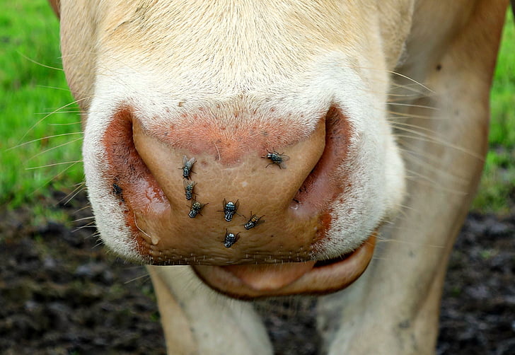 kráva, nos, kráva nos, kráva hlava, zvíře, savec, skot