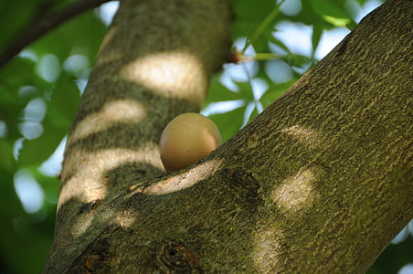 easter egg, tree, easter, hen's egg, chestnut, brown