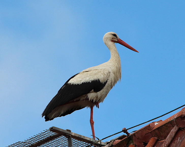 Stork, storkar, vita storkar, Mountain husen, Stork village, Ciconia ciconia, fågel