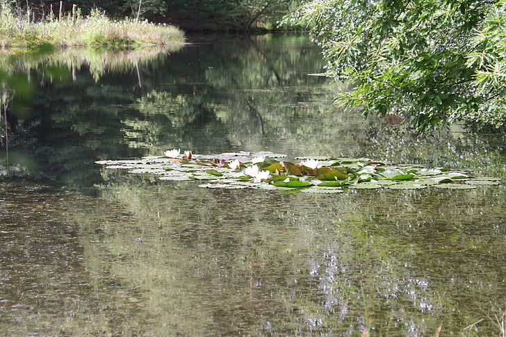 Lake, Hồ bơi, Biotope, nước hoa lily, Nuphar, bảo tồn thiên nhiên, Pfalz