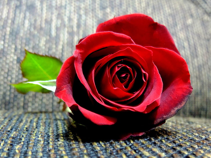 Rosa, romantismus, Romantický, květ, červená růže, růže - květ, červená