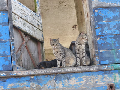 kočka, Domácí zvířata, okno, Sit, zvíře, kočka domácí, kočkovitá šelma