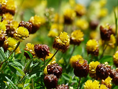 коричневі сукні, квіти, жовтий, коричневий, Альпійські коричневою кошику, Конюшина badium, Альпійські квітка