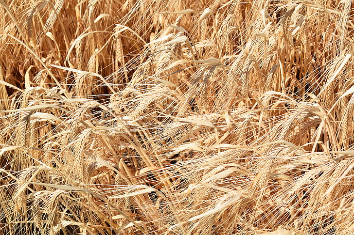 pšenice, z obilovin, podle, zemědělství, Zralé ženy, Příroda, žlutá
