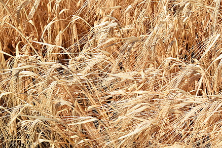 小麦, 麦片, 奠定, 农业, 成熟的, 自然, 黄色
