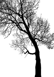 árbol, rama, tronco, follaje, contraste, invierno, bosque