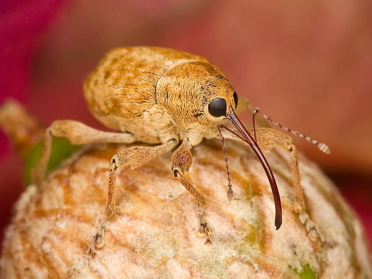 Filbert weevil, bug, insekt, close-up, makro, destruktive, natur