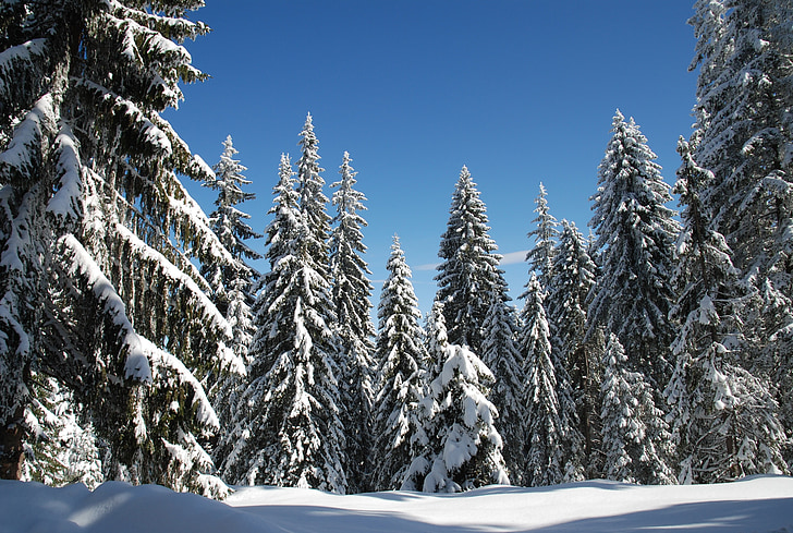 hiver, neige, ciel bleu, Pamporovo, paysage, nature sauvage, paysage