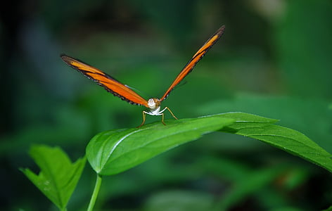 dryas julia, julia longwin, butterfly, insect, orange, bug, nature